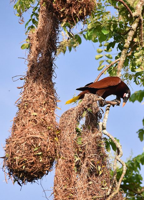 OROPÉNDOLA DE MOCTEZUMA, otro animal que hace nidos envidiables