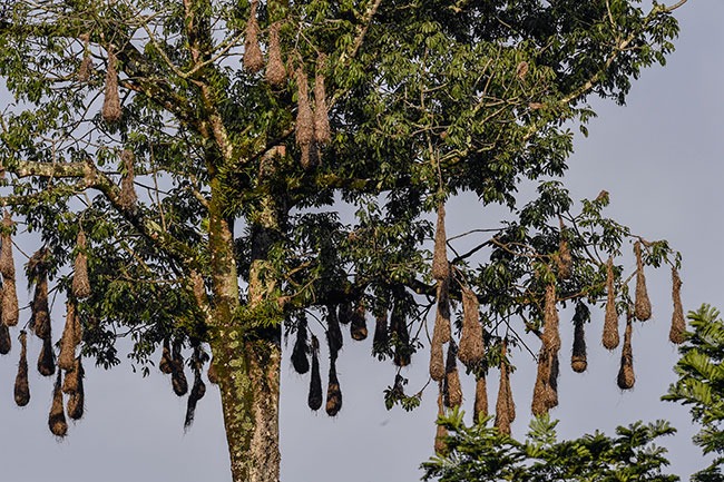 OROPÉNDOLA DE MOCTEZUMA, otro animal que hace nidos envidiables