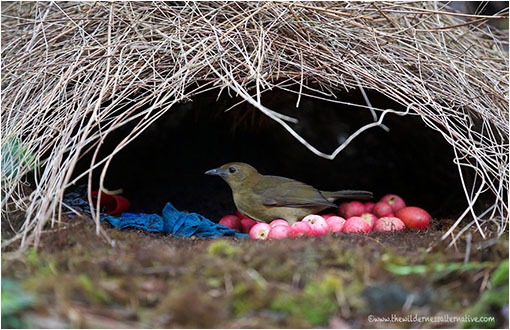 5 asombrosos animales que hacen nidos