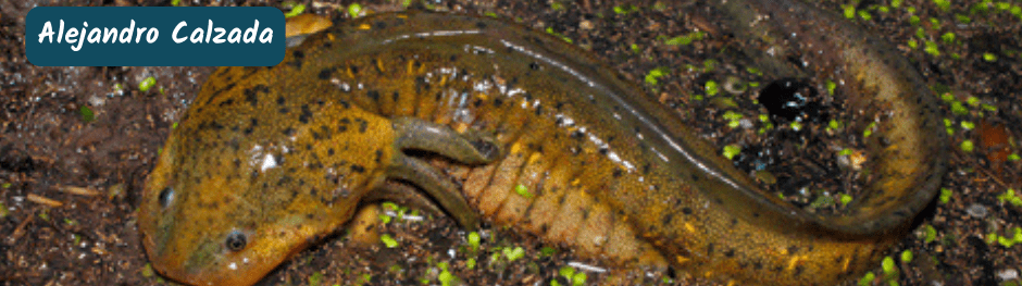 ajolotes en peligro de extinción