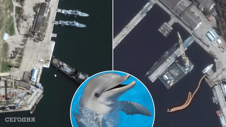 ¿Rusia desplegó delfines de guerra contra Ucrania?