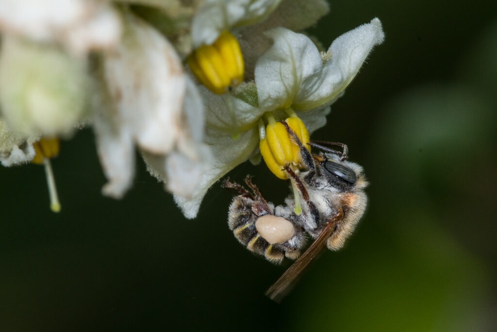 Abejas mexicanas