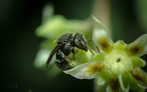 Abejas mexicanas