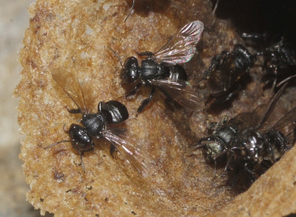 Abejas mexicanas