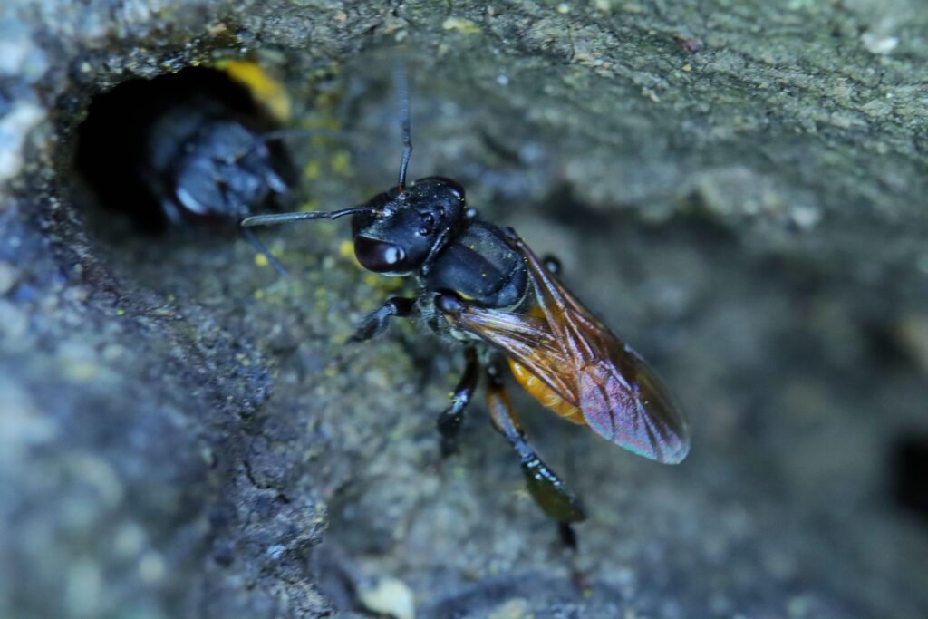 Abejas mexicanas