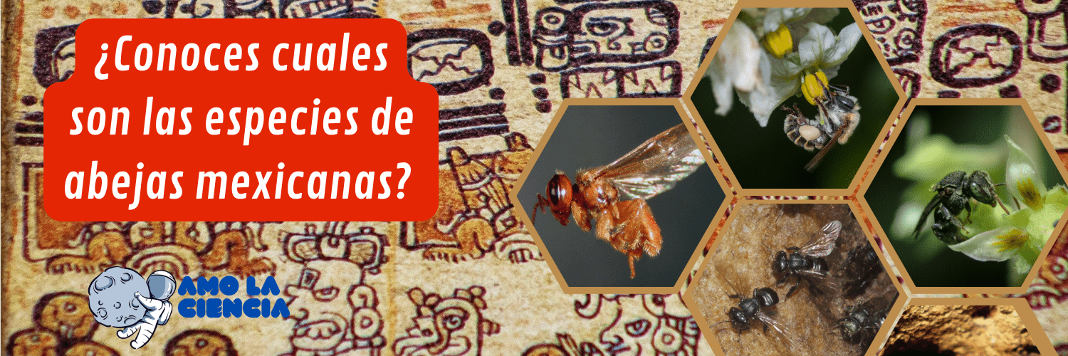¿Conoces cuáles son las especies de abejas mexicanas?