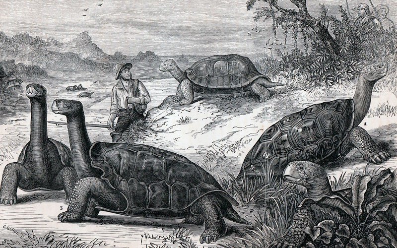 La extinción de Tortugas Gigantes en las Islas Galápagos