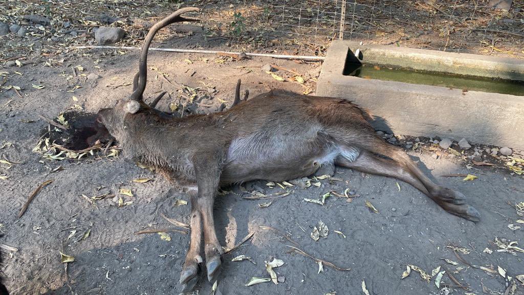 Criminales asesinan animales en peligro de extinción en zoológico de Colima