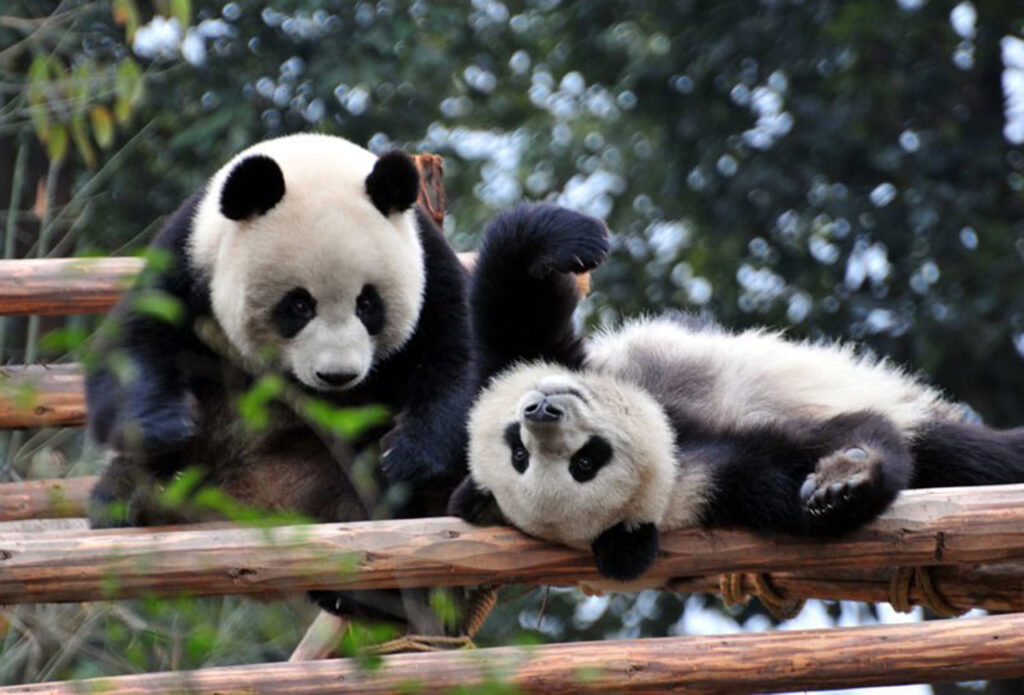 Shuan Shuan: la panda más longeva 