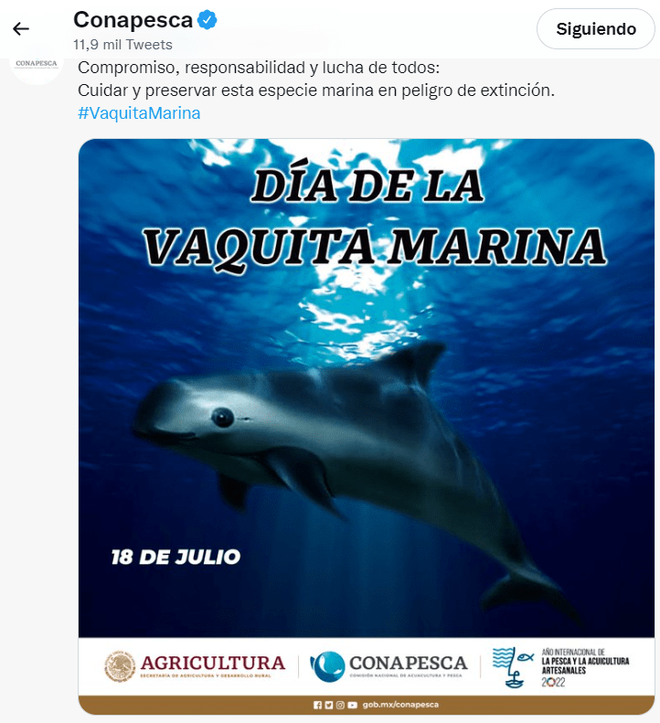 Vaquita marina se extinguiría en el sexenio de López Obrador