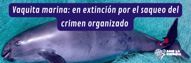 Vaquita marina se extinguiría en el sexenio de López Obrador