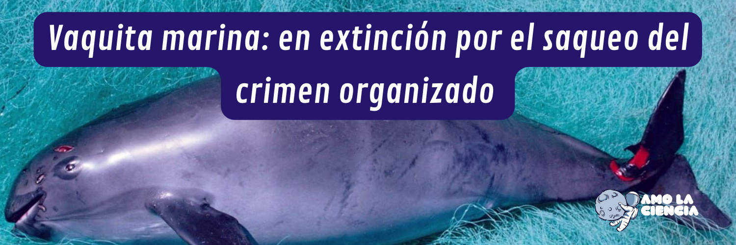 Vaquita marina se extinguiría en el sexenio de López Obrador