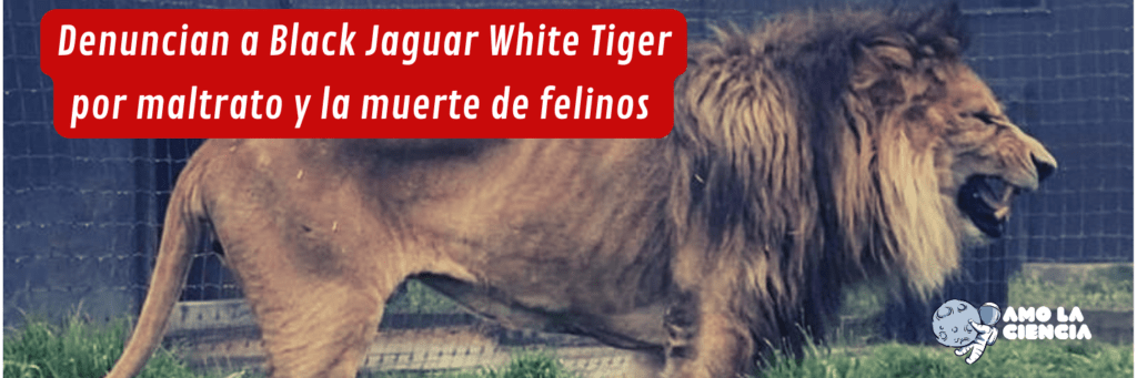 El santuario animal Black Jaguar-White Tiger ha sido denunciado por maltrato animal de grandes felinos, algunos en peligro de extinción