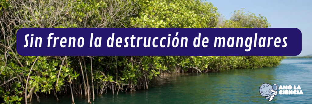 Con AMLO, sin freno la destrucción de manglares en México