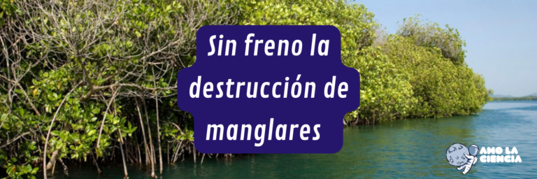 Con AMLO, sin freno la destrucción de manglares en México