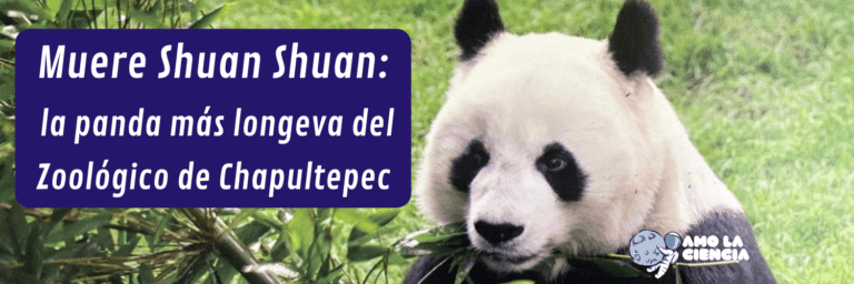 Muere Shuan Shuan: la panda más longeva del Zoológico de Chapultepec