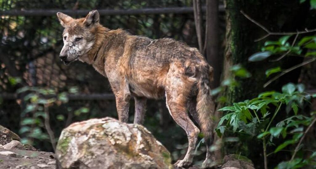 recorte en alimentos de animales de zoológicos. 