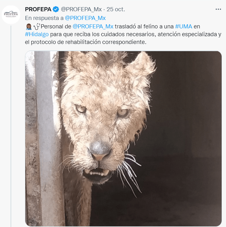 Sin control el tráfico de leones en el gobierno de AMLO