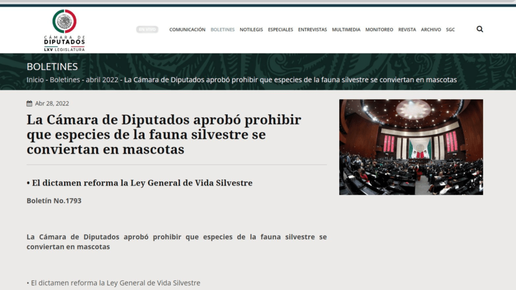 Sin control el tráfico de leones en el gobierno de AMLO