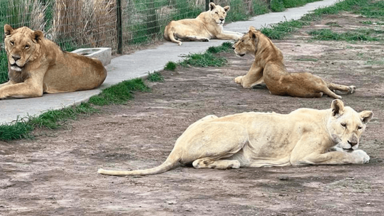 Sin control el tráfico de leones en México.