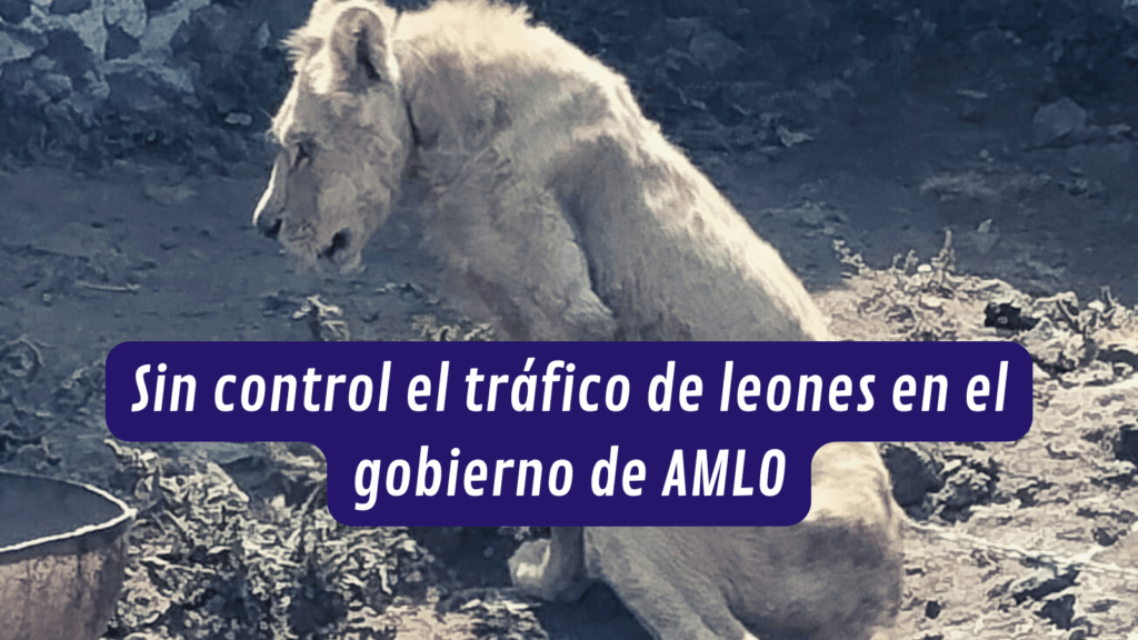 Sin control el tráfico de leones en el gobierno de AMLO