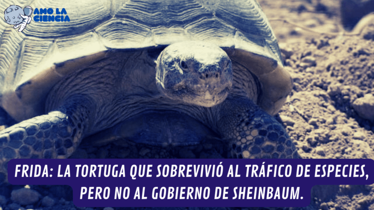 La tortuga Frida sobrevivió al tráfico animal, pero no a Sheinbaum.