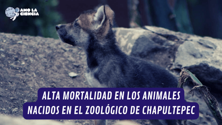 Mueren la mitad de animales nacidos en el Zoológico de Chapultepec