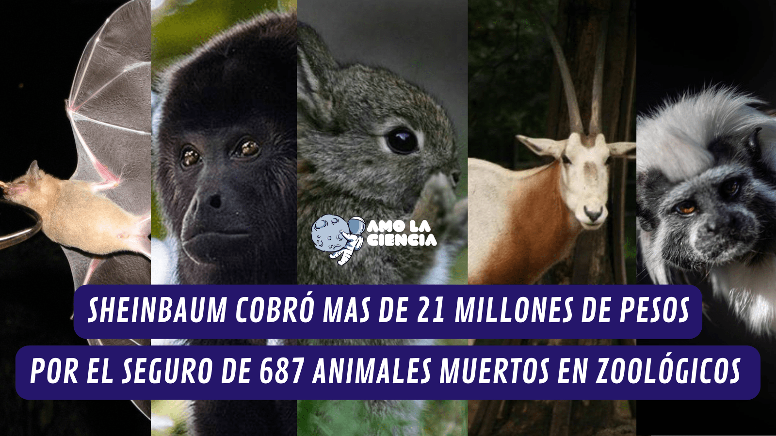 Sheinbaum cobró mas de 21 millones de pesos por el seguro de 687 animales muertos en zoológicos