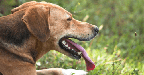 GOLPE DE CALOR EN PERROS