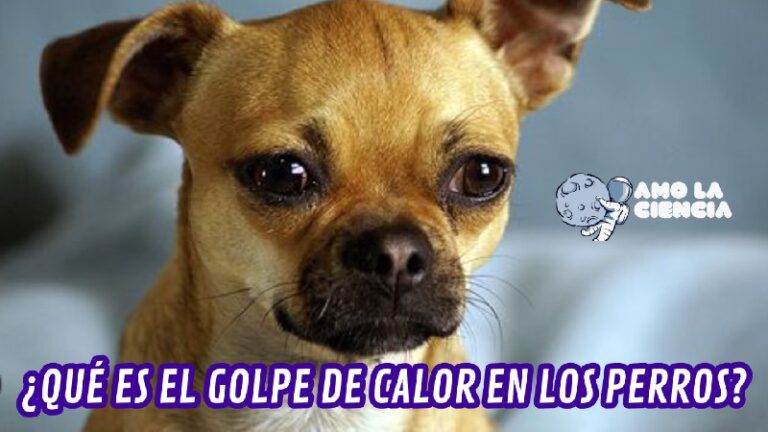 ¿Qué es el golpe de calor en los perros?